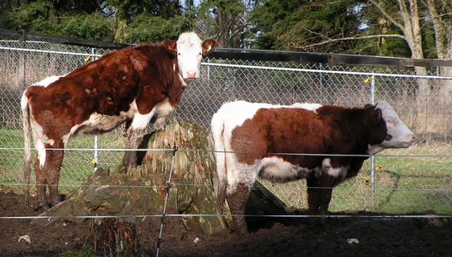 jersey longhorn cross